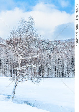 Nagano: Lake Mishaka in midwinter 120190247