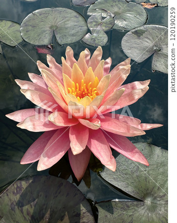 Blooming nymphea closeup (Lat. - nymphaea) 120190259