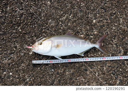 可以從鹽尾關八堤壩捕獲的鰤魚 可以從鹽尾關八堤壩捕獲的鰤魚 120190291
