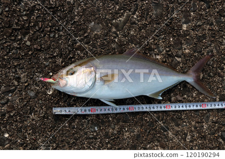 可以從鹽尾關八堤壩捕獲的鰤魚 可以從鹽尾關八堤壩捕獲的鰤魚 120190294