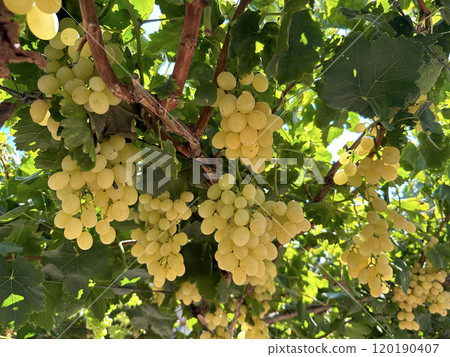 Grape harvest in Lachish district, Israel Grape harvest in Lachish district, Israel 120190407