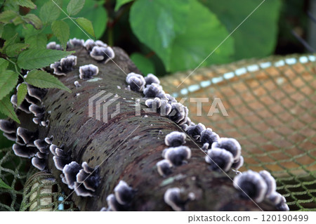 Coriolus versicolor mushroom 120190499
