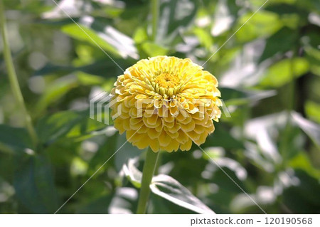 Yellow dahlia Yellow dahlia 120190568