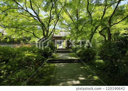 清爽的山門藍楓 120190642