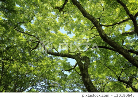 清爽的藍楓色 120190643