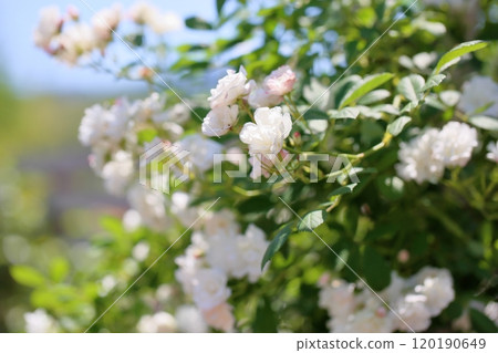 Rose Flowers Starry Sky Rose Flowers Starry Sky 120190649
