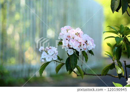 Refreshing Kalmia flowers 120190945
