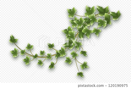 Ivy vine with lush green leaves. Hedera trailing branch Ivy vine with lush green leaves. Hedera trailing branch 120190975