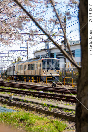 Sheep train and cherry blossoms Sheep train and cherry blossoms 120191067