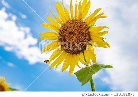 Sunflowers and honey bees 120191075