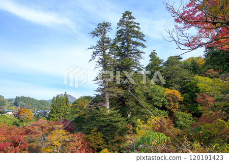 青森縣黑石市中野神社天然紀念物雙生冷杉 青森縣黑石市中野神社天然紀念物雙生冷杉 120191423