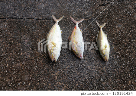 從堤防釣魚鰤魚 120191424