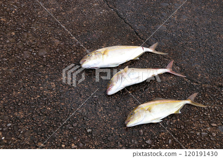 從堤防釣魚鰤魚 從堤防釣魚鰤魚 120191430