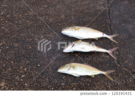 從堤防釣魚鰤魚 120191431