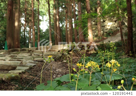 Stone steps at the ruins of Azuchi Castle and yellow Tsuwabuki flowers blooming beside them 120191441