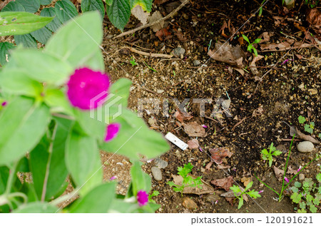 A scene of discarded cigarette filters lying at the foot of blooming flowers in a flower bed A scene of discarded cigarette filters lying at the foot of blooming flowers in a flower bed 120191621