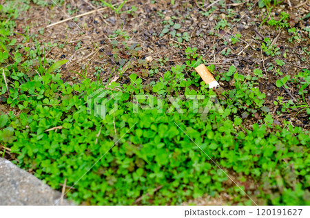 公園植被中散落著香菸的景觀 120191627