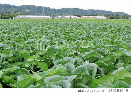 在圓白菜領域的圓白菜 120191649