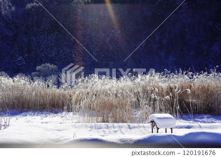 Winter Susuki Winter Susuki 120191676