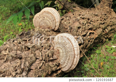 A mushroom with a pattern resembling tree rings growing on a fallen tree A mushroom with a pattern resembling tree rings growing on a fallen tree 120191687