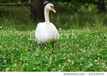 Mute swan on the grass 120192031
