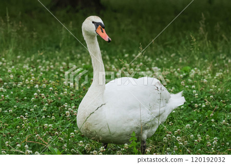 Mute swan on the grass 120192032