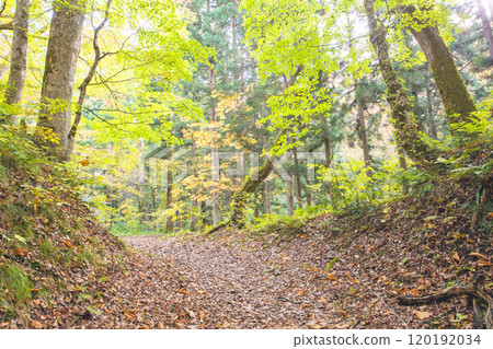 秋天的中野紅葉山、青森郡黑石市楓台散步路 秋天的中野紅葉山、青森郡黑石市楓台散步路 120192034