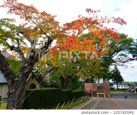 北海道特拉皮斯廷修道院 120192048