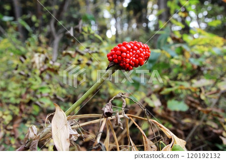 紅色水果 120192132