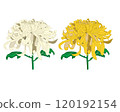 White and yellow chrysanthemums 120192154