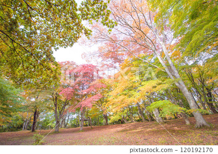 青森縣黑石市秋天的中野紅葉山、紅葉清爽的楓樹平台 青森縣黑石市秋天的中野紅葉山、紅葉清爽的楓樹平台 120192170