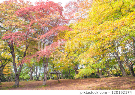 青森縣黑石市的中野紅葉山，是觀賞色彩繽紛的秋天楓樹的平台 120192174