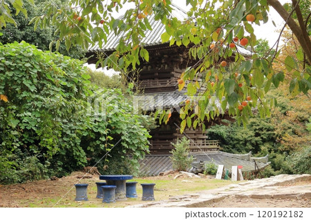 安土城留美寺的三層塔和柿子樹 120192182