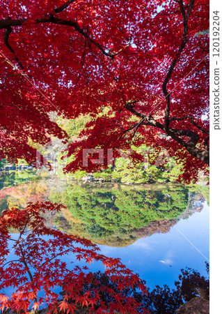 Autumn leaves at Morioka Central Community Center, Iwate Prefecture Autumn leaves at Morioka Central Community Center, Iwate Prefecture 120192204