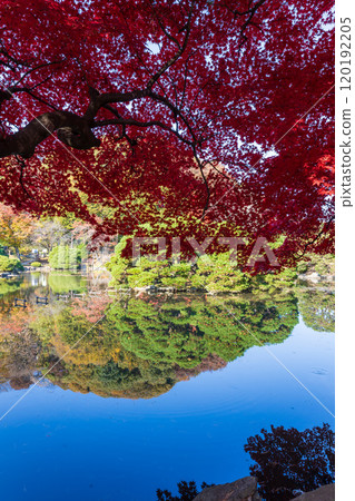 Autumn leaves at Morioka Central Community Center, Iwate Prefecture Autumn leaves at Morioka Central Community Center, Iwate Prefecture 120192205