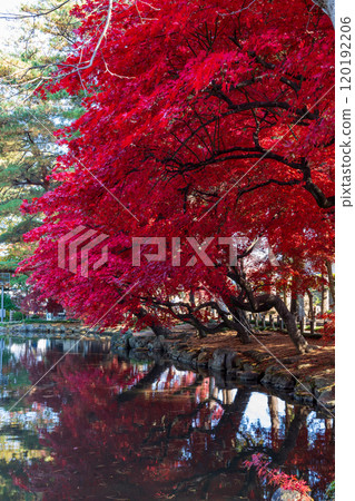 Autumn leaves at Morioka Central Community Center, Iwate Prefecture Autumn leaves at Morioka Central Community Center, Iwate Prefecture 120192206