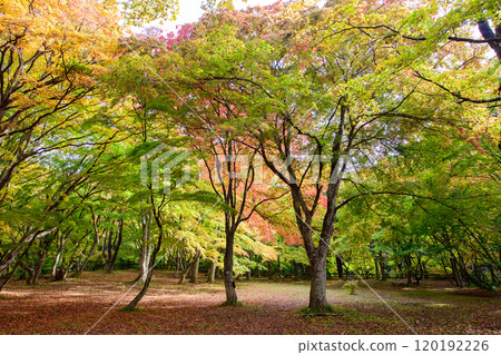 青森縣黑石市秋天的中野紅葉山、紅葉清爽的楓樹平台 120192226