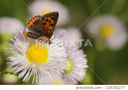 Haruzion和Bennisimi 120192277