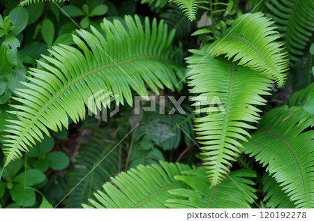Leaf of Shishigashira Leaf of Shishigashira 120192278