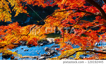 Korankei (Autumn) 120192445