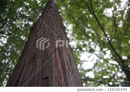 Looking up at the cypress tree 120192479