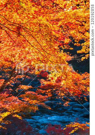 Autumn leaves of Konami River 120192858