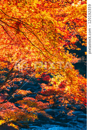 Autumn leaves of Konami River 120192859