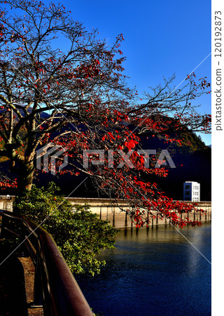 奧多摩湖，小河內水壩附近，秋葉風景 120192873