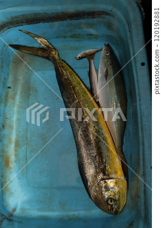 可在堤壩上捕獲的魚類 海豚魚 Hi-mahi Umabiki 鮭魚 Coryphaena hippurus 可在堤壩上捕獲的魚類 海豚魚 Hi-mahi Umabiki 鮭魚 Coryphaena hippurus 120192881