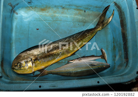 Fishing from the embankment: Mahi-mahi, Umabiki, Trout, Coryphaena hippurus Fishing from the embankment: Mahi-mahi, Umabiki, Trout, Coryphaena hippurus 120192882