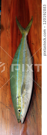 Fishing from the embankment: Mahi-mahi, Umabiki, Trout, Coryphaena hippurus 120192883