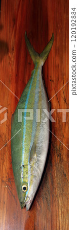 可在堤壩上捕獲的魚類 海豚魚 Hi-mahi Umabiki 鮭魚 Coryphaena hippurus 可在堤壩上捕獲的魚類 海豚魚 Hi-mahi Umabiki 鮭魚 Coryphaena hippurus 120192884