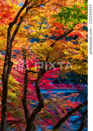 Korankei (Autumn) 120192915