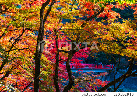 香蘭溪（秋季） 120192916